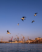 Seagulls fly over Port Said, Egypt