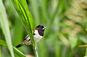 Bronze Mannikin (Spermestes cucullata) standing on branch in Douala, Cameroon