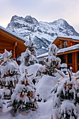 House and Mountain Peak Eiger in a Snowy Winter Christmas Day in Grindelwald, Canton Bern, Switzerland.