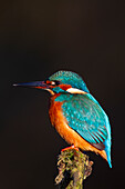  Kingfisher, Alcedo atthis, on a perch, Lower Saxony, Germany 