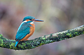  Kingfisher, Alcedo atthis, adult female on a branch, Schleswig-Holstein, Germany 