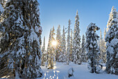  Snow-covered trees in Riisitunturi National Park, winter, Finland 
