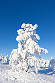  Snow-covered trees in Riisitunturi National Park, winter, Finland 