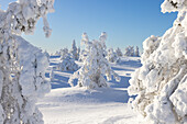  Snow-covered trees in Riisitunturi National Park, winter, Finland 