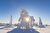  Snow-covered trees in Riisitunturi National Park, winter, Finland 