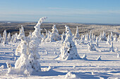  Snow-covered trees in Riisitunturi National Park, winter, Finland 