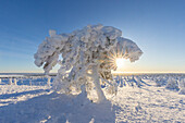  Snow-covered trees in Riisitunturi National Park, winter, Finland 