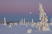  Full moon over snow-covered trees in Riisitunturi National Park, winter, Finland 