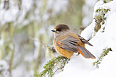 Unglückshäher (Perisoreus infaustus), adulter Vogel auf Ast, Oulanka Nationalpark, Taiga von Kuusamo, Nordfinnland, Finnland