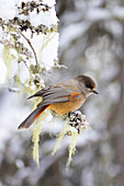 Unglückshäher (Perisoreus infaustus), adulter Vogel auf Ast, Oulanka Nationalpark, Taiga von Kuusamo, Nordfinnland, Finnland