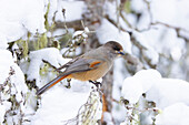Unglückshäher (Perisoreus infaustus), adulter Vogel auf Ast, Oulanka Nationalpark, Taiga von Kuusamo, Nordfinnland, Finnland