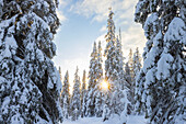  Snow-covered trees in Riisitunturi National Park, winter, Finland 