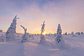  Snow-covered trees in Riisitunturi National Park, winter, Finland 
