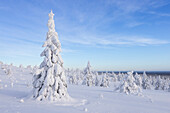  Snow-covered trees in Riisitunturi National Park, winter, Finland 