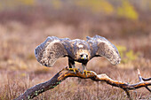  Golden Eagle, Aquila chrysaetos, juvenile golden eagle in a moor, Smaland, Sweden 
