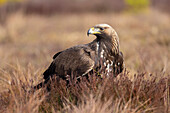  Golden Eagle, Aquila chrysaetos, juvenile golden eagle in a moor, Smaland, Sweden 