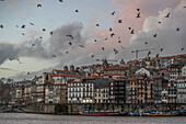  View of the skyline of Porto&#39;s Old Town from the southern bank of the Douro River. Many birds in the sky, Porto, Portugal 