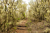 Hiking trail through the lichen rich El Cedro forest, Garajonay National Park, La Gomera, Canary Islands, Europe.