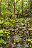 El Cedro creek, La Gomera, Canary Islands, Europe.
