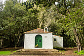 Garajonay National Park, El Cedro Forest, La Gomera, Canary Islands, Europe