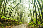 Hiking trail through the mysterious El Cedro forest, Garajonay National Park, La Gomera, Canary Islands, Europe.