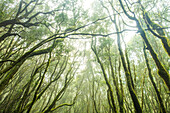 Trees in the mysterious El Cedro forest, Garajonay National Park, La Gomera, Canary Islands, Europe.