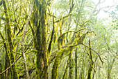Mossy trees in the mysterious El Cedro forest, Garajonay National Park, La Gomera, Canary Islands, Europe.