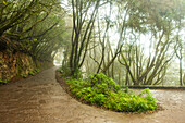 Misty road through the mysterious El Cedro forest, Garajonay National Park, La Gomera, Canary Islands, Europe.