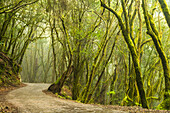 Road through the mysterious El Cedro forest, Garajonay National Park, La Gomera, Canary Islands, Europe.