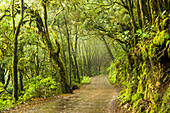 Road through the mysterious El Cedro forest, Garajonay National Park, La Gomera, Canary Islands, Europe.
