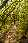 Hiking path through the Garajonay National Park, La Gomera, Canary Islands, Europe.