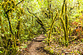 Hiking path through the Garajonay National Park, La Gomera, Canary Islands, Europe.
