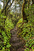Hiking path through the Garajonay National Park, La Gomera, Canary Islands, Europe.