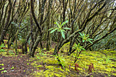 Endemic vegetation of the Garajonay National Park, La Gomera, Canary Islands, Europe.