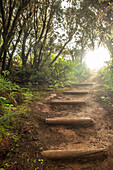 Hiking trail through the Garajonay National Park, La Gomera, Canary Islands, Europe.