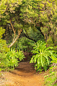 Hiking trail through the Garajonay National Park, La Gomera, Canary Islands, Europe.