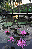 Water lily in the garden's pond at Maison Dalabua at Luang Prabang, Laos, Southeast Asia