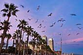 Paseo Maritimo de la Barceloneta, Torre Mapfre y Hotel Arts, Barcelona, Catalonia, Spain.