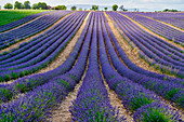 Cultivation of Lavender, Lavender in bloom, Valensole, Alpes-de-Haute-Provence, Provence-Alpes-Côte d'Azur, France, Europe