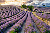 Cultivation of Lavender, Lavender in bloom, Valensole, Alpes-de-Haute-Provence, Provence-Alpes-Côte d'Azur, France, Europe