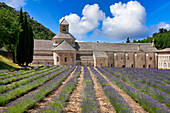 Cultivo de Lavanda en flor, Abbaye Notre-Dame de Sénanque, Gordes, Vaucluse, Provence-Alpes-Côte d'Azur, Frankreich, Europa