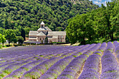 Cultivo de Lavanda en flor, Abbaye Notre-Dame de Sénanque, Gordes, Vaucluse, Provence-Alpes-Côte d'Azur, Frankreich, Europa