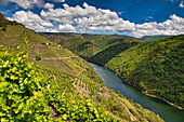 Vineyards, Ribeira Sacra, Heroic Viticulture, Sil river canyon, Sober, Lugo, Galicia, Spain