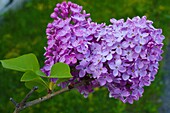 Flieder, Blume, Syringa vulgaris