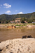  Elephants of the Mekong Elephant Park Sanctuary walk up a sandbank after bathing in the Upper Mekong River, Pak Beng, Ngeun, Sainyabuli, Laos, Asia 