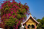 Bougainvillea vor Tempel, Luang Prabang, Luang Prabang District, Laos, Asien