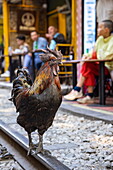  A daring rooster struts along the railway tracks on the famous “Train Street” in Hanoi’s Old Quarter, Hanoi, Hanoi Capital, Vietnam, Asia 