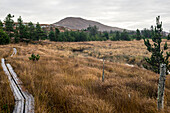  Boardwalk through Lackavrea Forest, Oughterard, County Galway, Ireland 