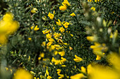  Gorse in the Inagh Valley, County Galway, Ireland 