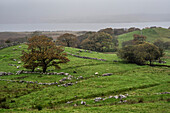  Pastures above Lough Feeagh, County Mayo, Ireland 